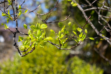 Tulip tree, Liriodendron, Liriodendron tulipifera young leaves on a tree branch