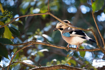 Jay bird on a twig Garrulus glandarius A small grey bird with blue wings