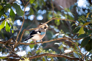 Jay bird on a twig A small grey bird with blue wings, a genus of passerines