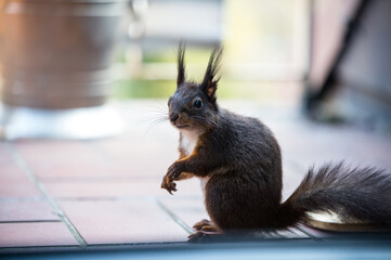 Eichhörnchen Blick