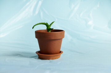 Close-up clay pot with aloe plant on blue background