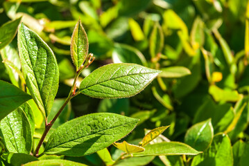 Branch with spring green leaves on a natural background.