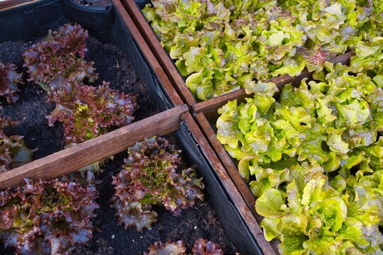 Insalata da balcone coltivazione bio