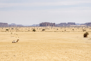 Fototapeta na wymiar Camel in the constrating Landscapes of Chad