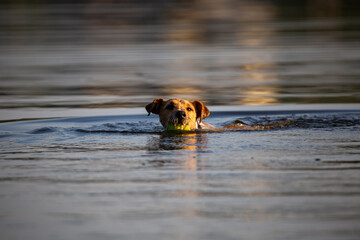 Fox terrier swimming in lake after tennis ball at sunset. 