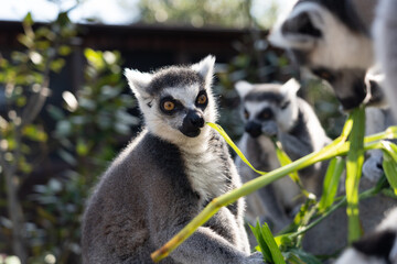 A ring-tailed lemur eating. © exs