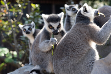 A ring-tailed lemur eating.