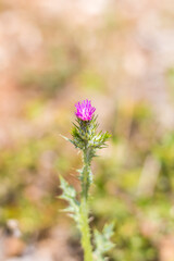 Gros plan sur une fleur de chardon (Teyran, Occitanie, France)