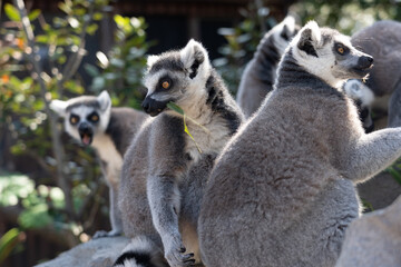 A close up shot of a ring-tailed lemur.
