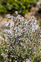 
Plant de thym en fleur dans la garrigue au printemps (Teyran, Occitanie, France)
