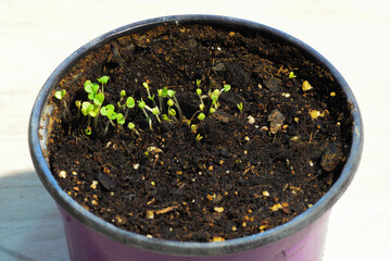 Young shoots, little sprouts of the Basilica sprout in a plastic pot with universal soil with fertilizer.Closeup of microgreens of aromate spice.Culturedness aromatic herbs in the home.