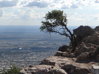 tree on the edge of the mountain. background city