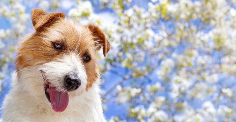 Happy panting smiling pet dog puppy face on flower background. Spring, summer banner.