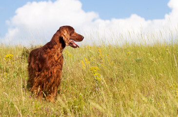 Beautiful happy panting irish setter pet dog standing in the meadow grass in summer