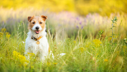 Banner of a happy cute pet dog puppy as sitting and listening ears in a meadow grass, flower herb field in summer.