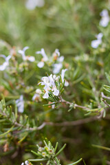 Plant de romarin en fleur dans la garrigue au printemps (Teyran, Occitanie, France)