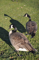 country goose branta canadensis