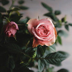 Close-up of potted pink miniature rose in vintage style, photographed with natural light.