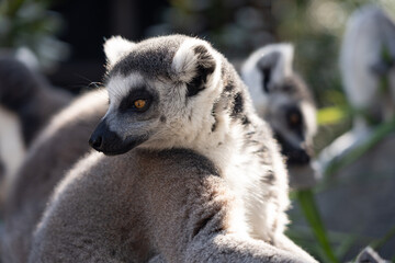 Naklejka na ściany i meble A close up shot of a ring-tailed lemur.