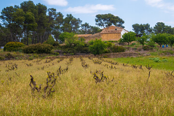 Abandoned vineyards, with a house behind.