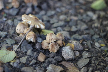 mushrooms on the tree