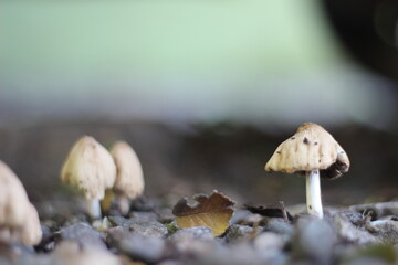 mushroom in the woods