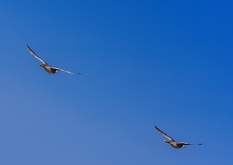Two Greylag Goose (Anser anser) are flying over a small pong in southern Germany