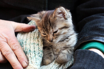 Grandmother holds a small cat on her lap