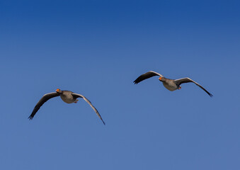 Two Greylag Goose (Anser anser) are flying over a small pong in southern Germany