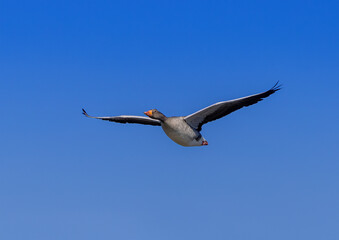 A Greylag Goose (Anser anser) are flying over a small pong in southern Germany