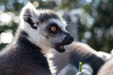 A close up shot of a ring-tailed lemur.