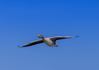 A Greylag Goose (Anser anser) are flying over a small pong in southern Germany