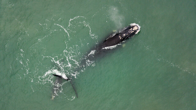 Right whale (Eubalaena australis) in Praia do Rosa, Imbituba, Santa Catarina. 
