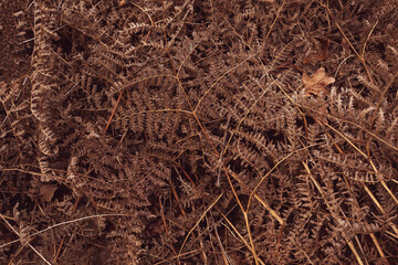 Abstract natural background. Dead leaves, autumn texture. Close-up of the nature elements.