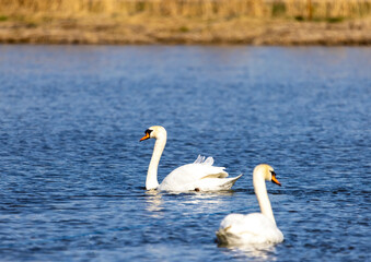 Two adult Mute Swans (cygnos olor) are swimming on a small pond in southern Germany