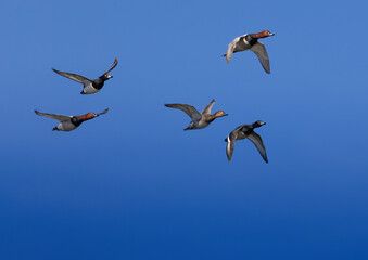Two Tufted Ducks (Aythya fuligula) and three.Common Pochards (Aythya ferina) flying in formation over a pond in southern Germany