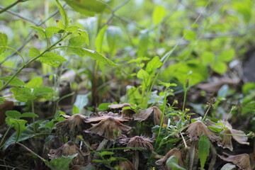 mushrooms in the grass