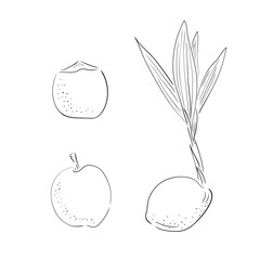 New born coconut. set. Vector illustration of a nut. Sprout and the beginning of life of a tree in the style of hand drawing.