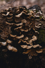 Abstract natural background. Close-up of the nature elements.