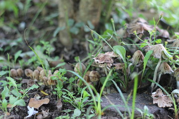 mushrooms in the forest