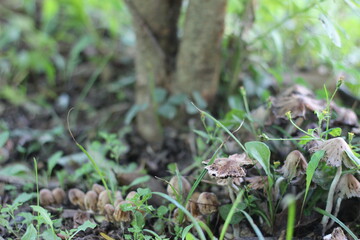 mushrooms in the grass