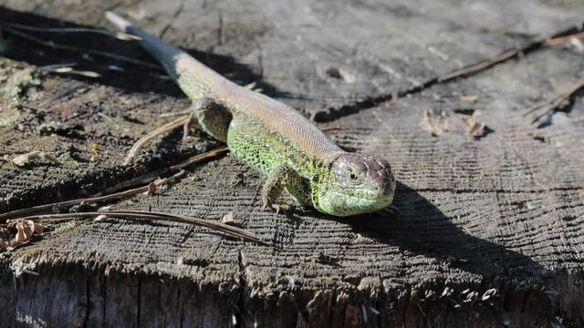 Full length sand lizard (Lacerta agilis Linnaeus) is sitting on a tree stump in the forest. Wild life close up