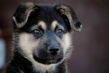 Puppy dog a few months old posing in different ways being adorable and original
