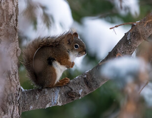Cute American red squirrel (Tamiasciurus hudsonicus) standing on a branch bracing itself against an early snow and cold weather