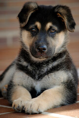 Puppy dog a few months old posing in different ways being adorable and original