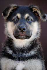 Puppy dog a few months old posing in different ways being adorable and original