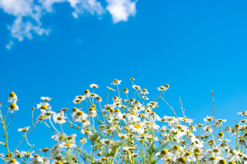 daisies grow in a field against a blue sky with a cloud