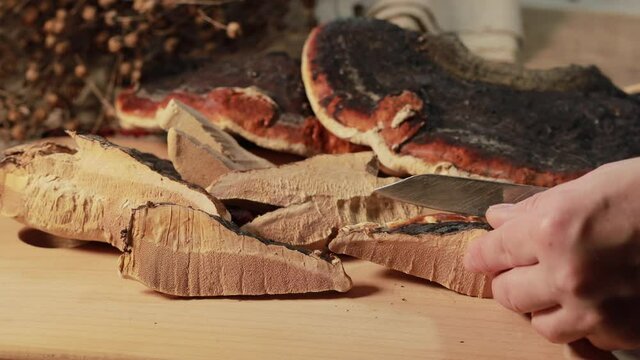 Ganoderma lucidum mushroom (also called as Reishi mushroom or Lingzhi mushroom) on wooden background. Chinese herbal medicine