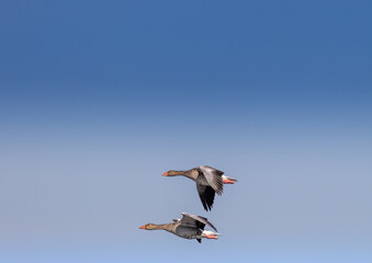 Two Greylag Goose (Anser anser) are flying over a small pong in southern Germany