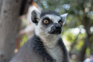 A close up shot of a ring-tailed lemur.
